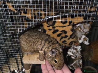 Degus rodents for sale: 3 Degus 2x male 1x female and cage etc - Advert 1