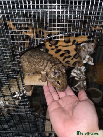 Degus rodents 3 Degus 2x male 1x female and cage etc - Advert 1
