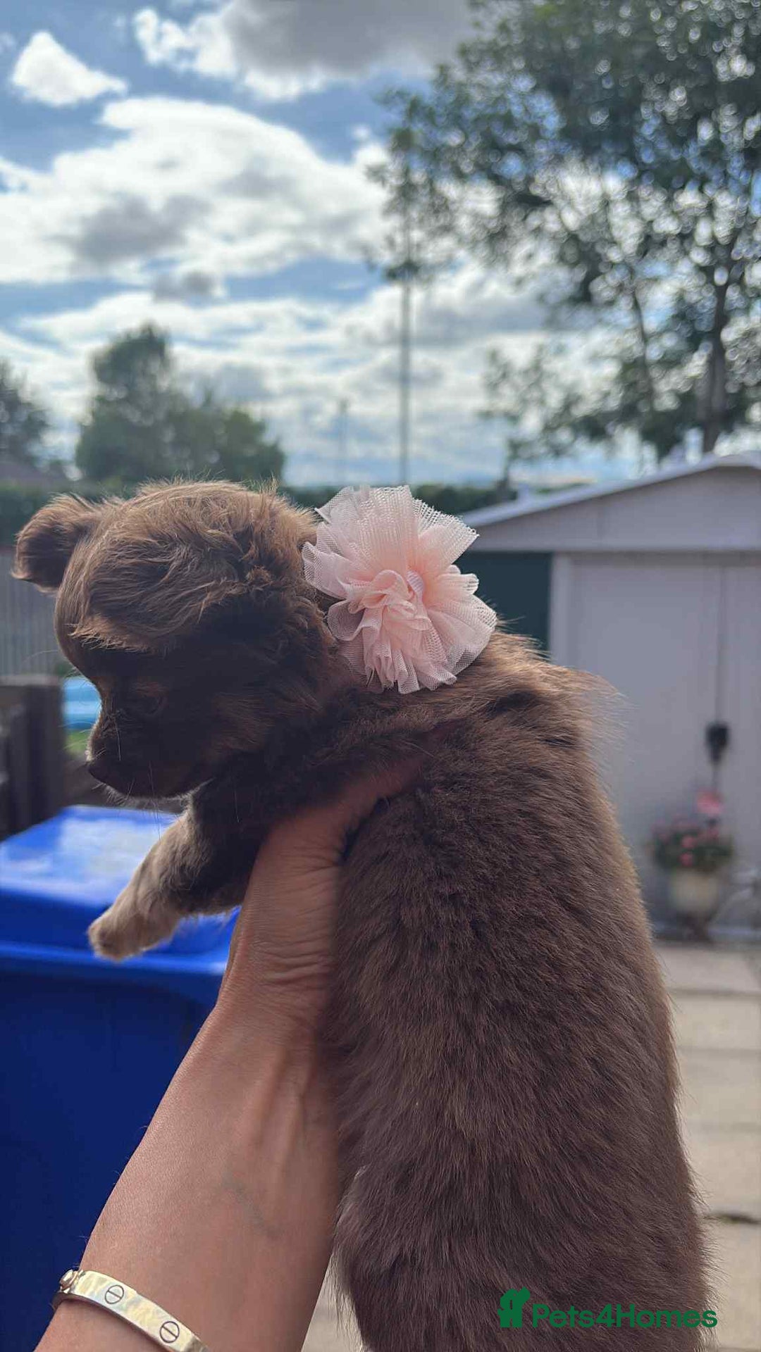 Chihuahua dogs for sale: Beautiful long hair Chihuahua girl for sale - Image 10