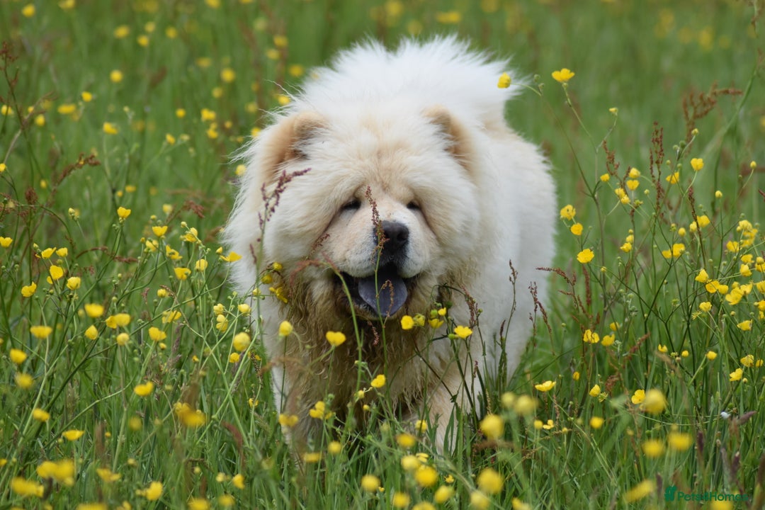 Chow Chow dogs for stud: Stunning Pale Cream boy offered at Stud - Advert 9
