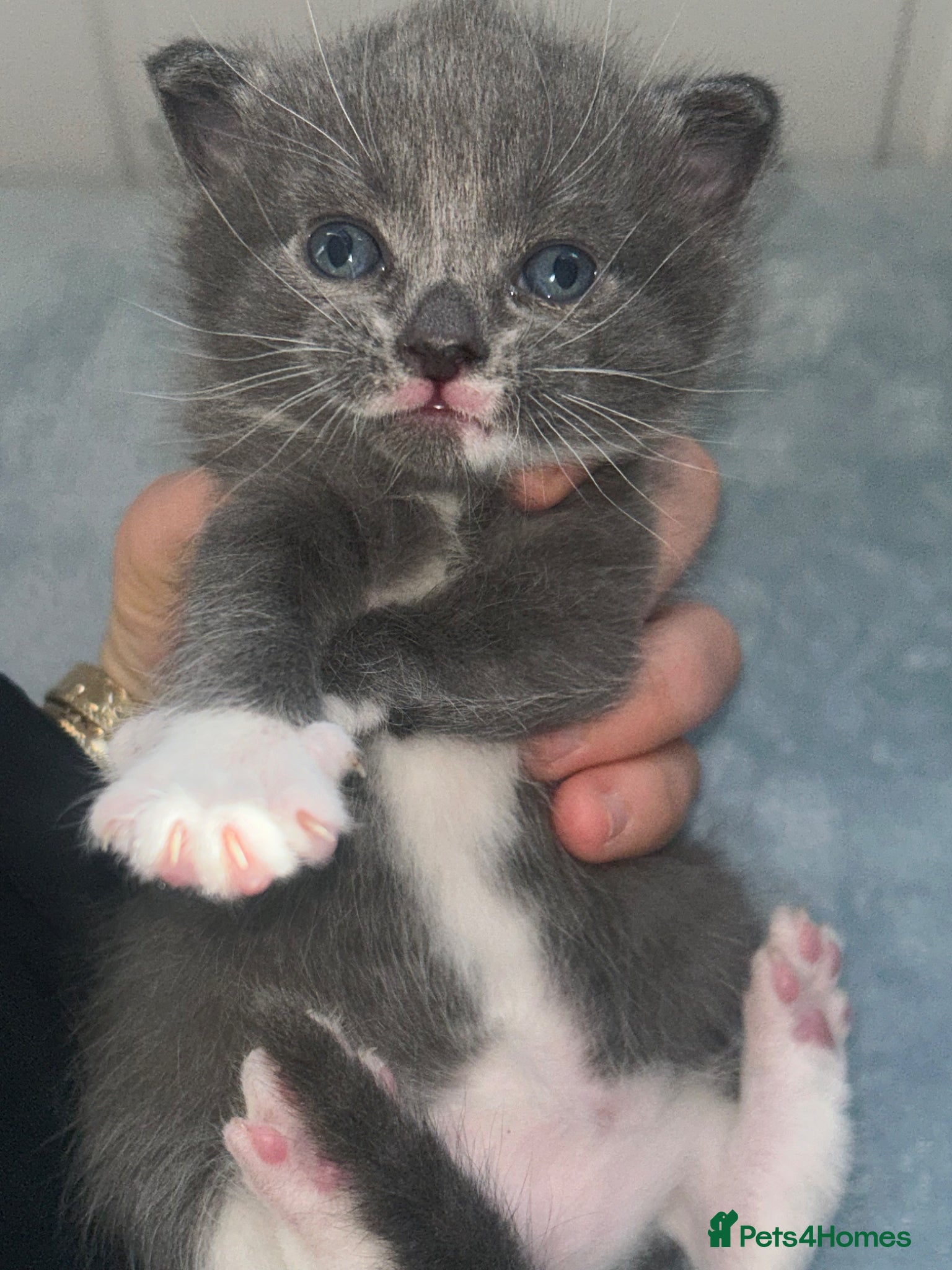 Mixed Breed cats Gorgeous kittens for sale  - Advert 2