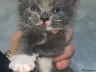 Mixed Breed cats Gorgeous kittens for sale - Advert 2