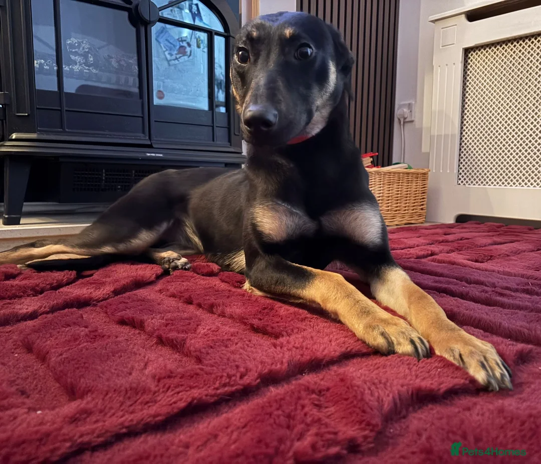 Lurcher dogs for sale: Amara fun loving very energetic pup - Advert 5