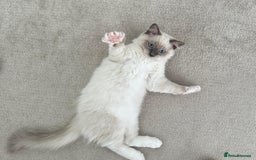 Ragdoll cats for sale: Beautiful Ragdoll kitten looking for loving home  - Image 3