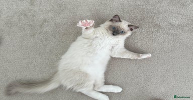Ragdoll cats - Advert 10