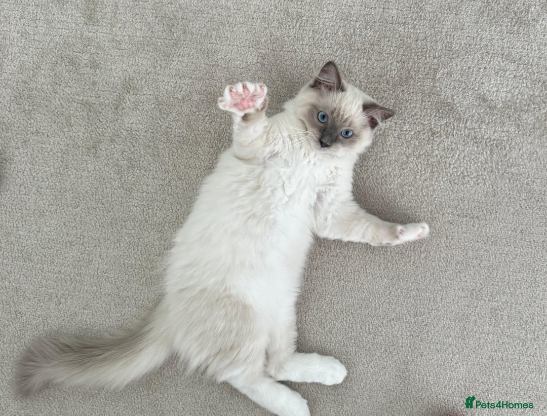 Ragdoll cats for sale: Beautiful Ragdoll kitten looking for loving home  - Image 3
