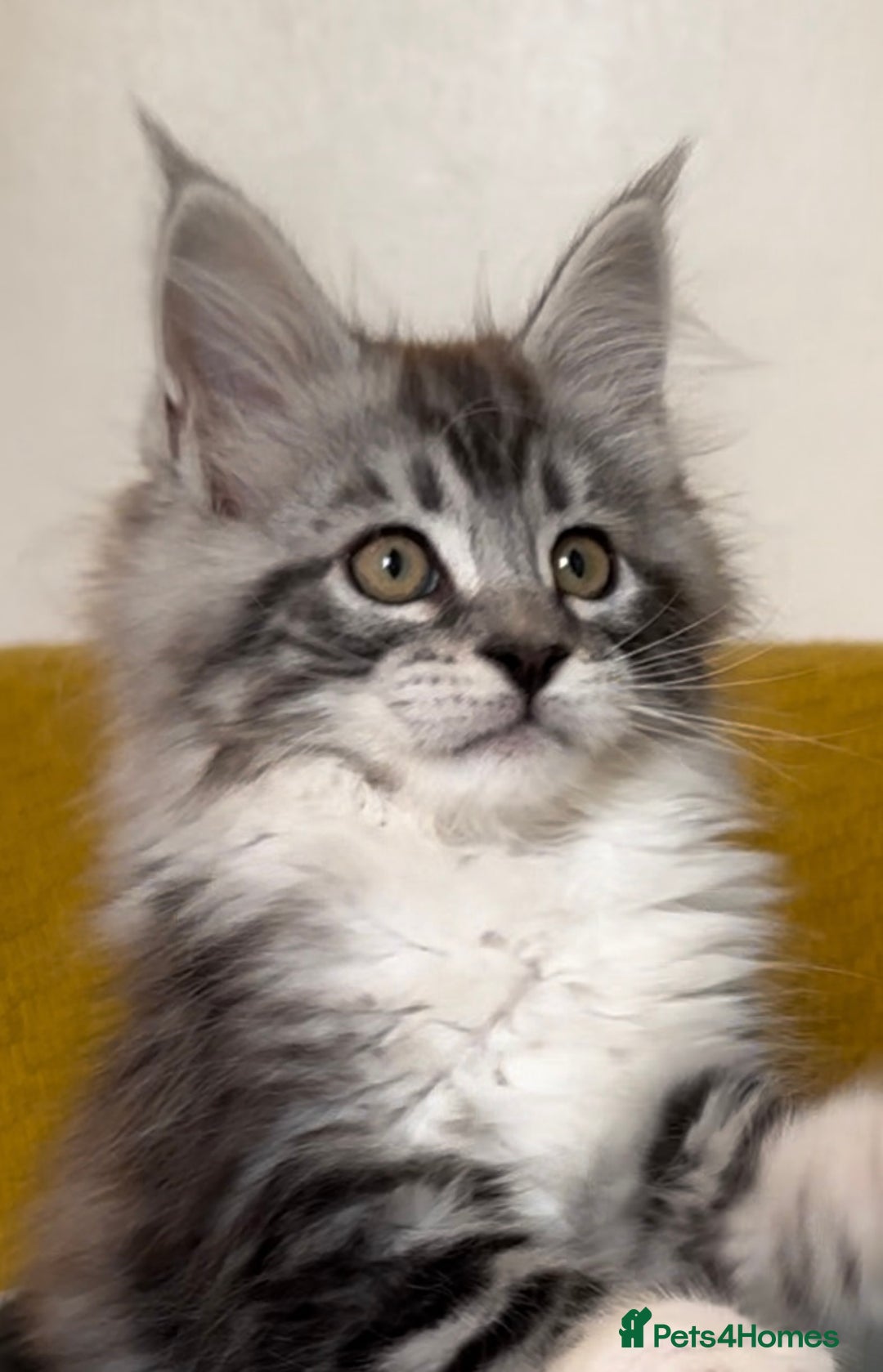 Maine Coon cats for sale: Beautiful Maine Coon kittens - Image 1