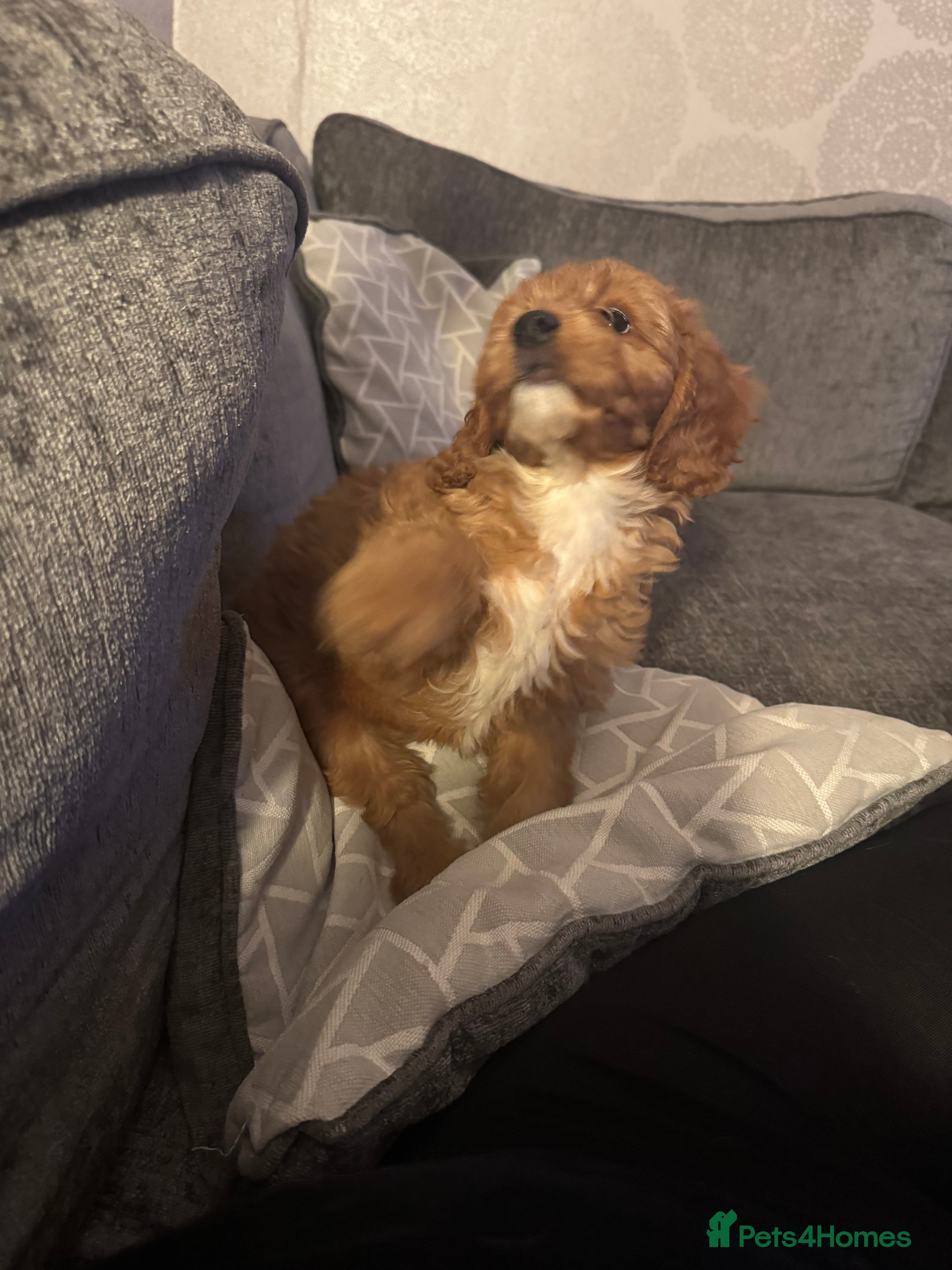 Cockapoo dogs 🐶F1 cockerpoo puppy last girl  - Advert 10