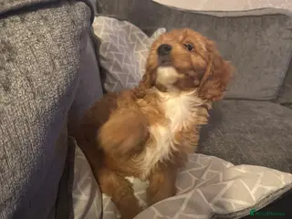 Cockapoo dogs 🐶F1 cockerpoo puppy last girl - Advert 10