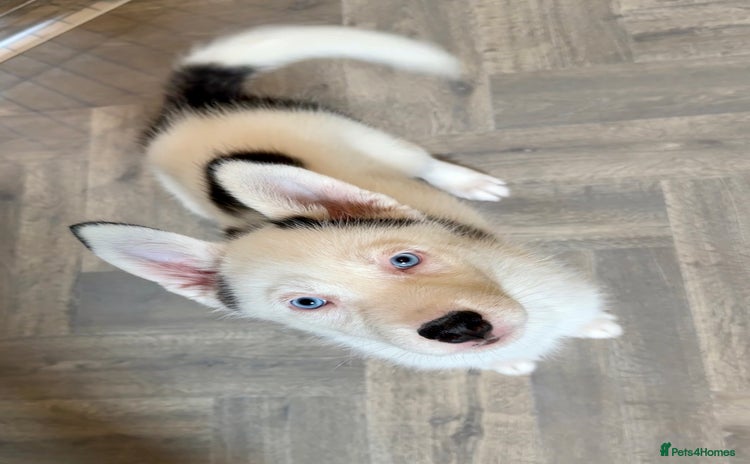 Siberian Husky dogs - Advert 1