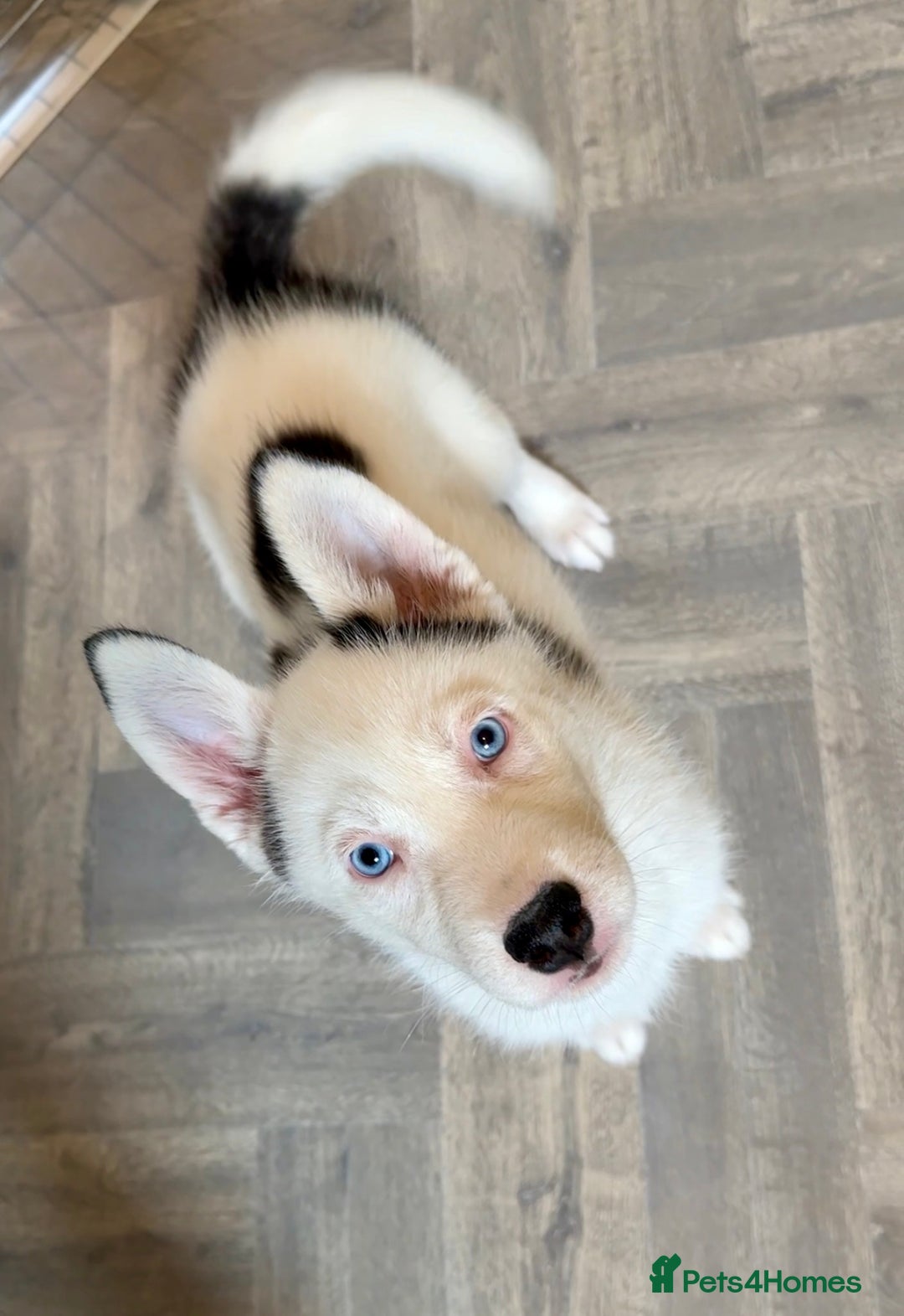 Siberian Husky dogs for sale: Extreme Piebald Husky Girl RARE! Ready Now - Image 6
