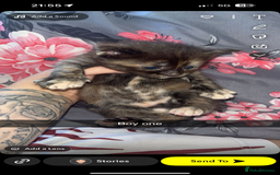 Maine Coon cats for sale: Beautiful Maine coon kittens 07396998601 - Image 13