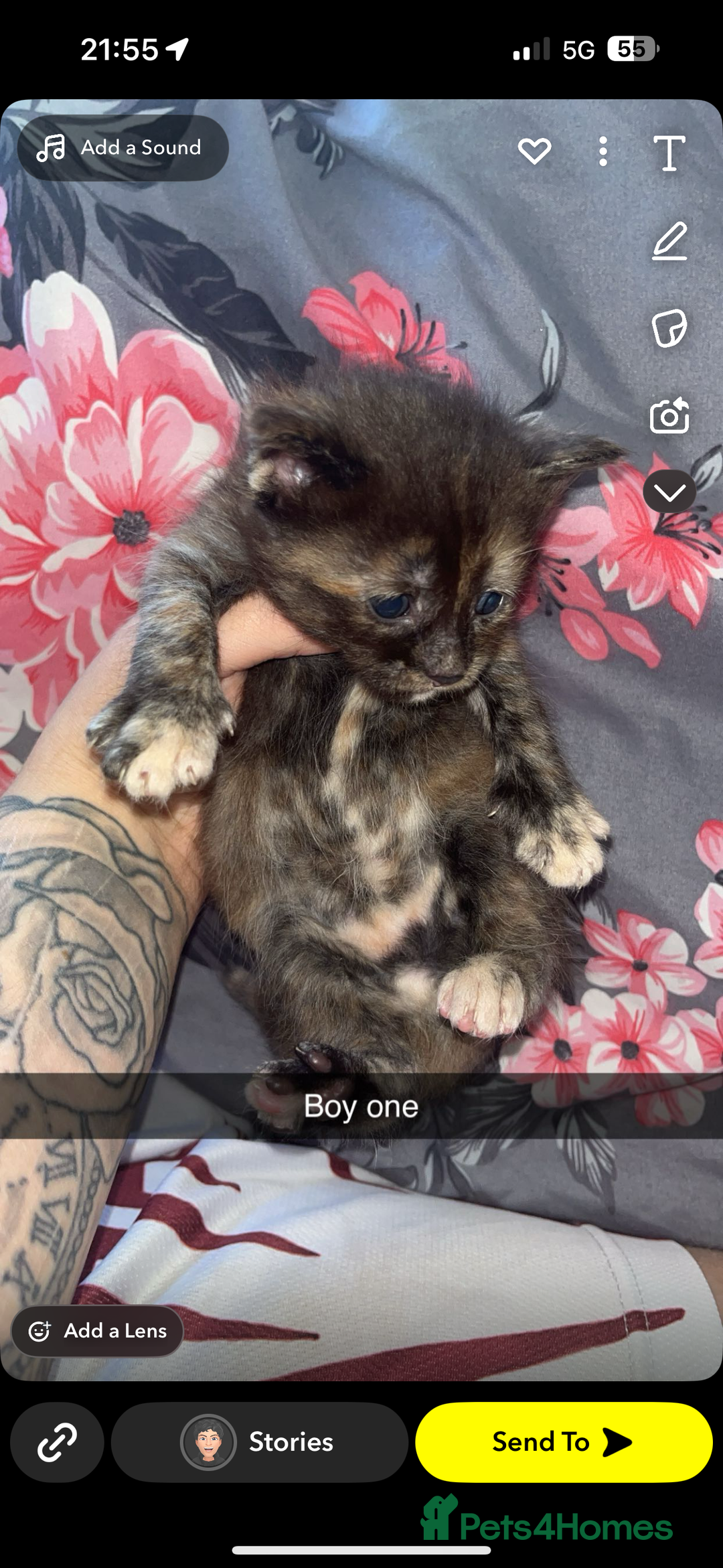 Maine Coon cats for sale: Beautiful Maine coon kittens 07396998601 - Image 13