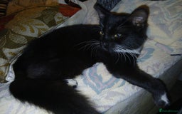 European cats for sale: 3 adorable kittens for sale  - Image 8