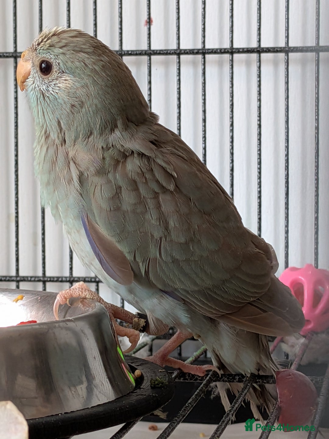Parakeets birds for sale: Kakariki - Hand tame, ready to leave now - Image 7