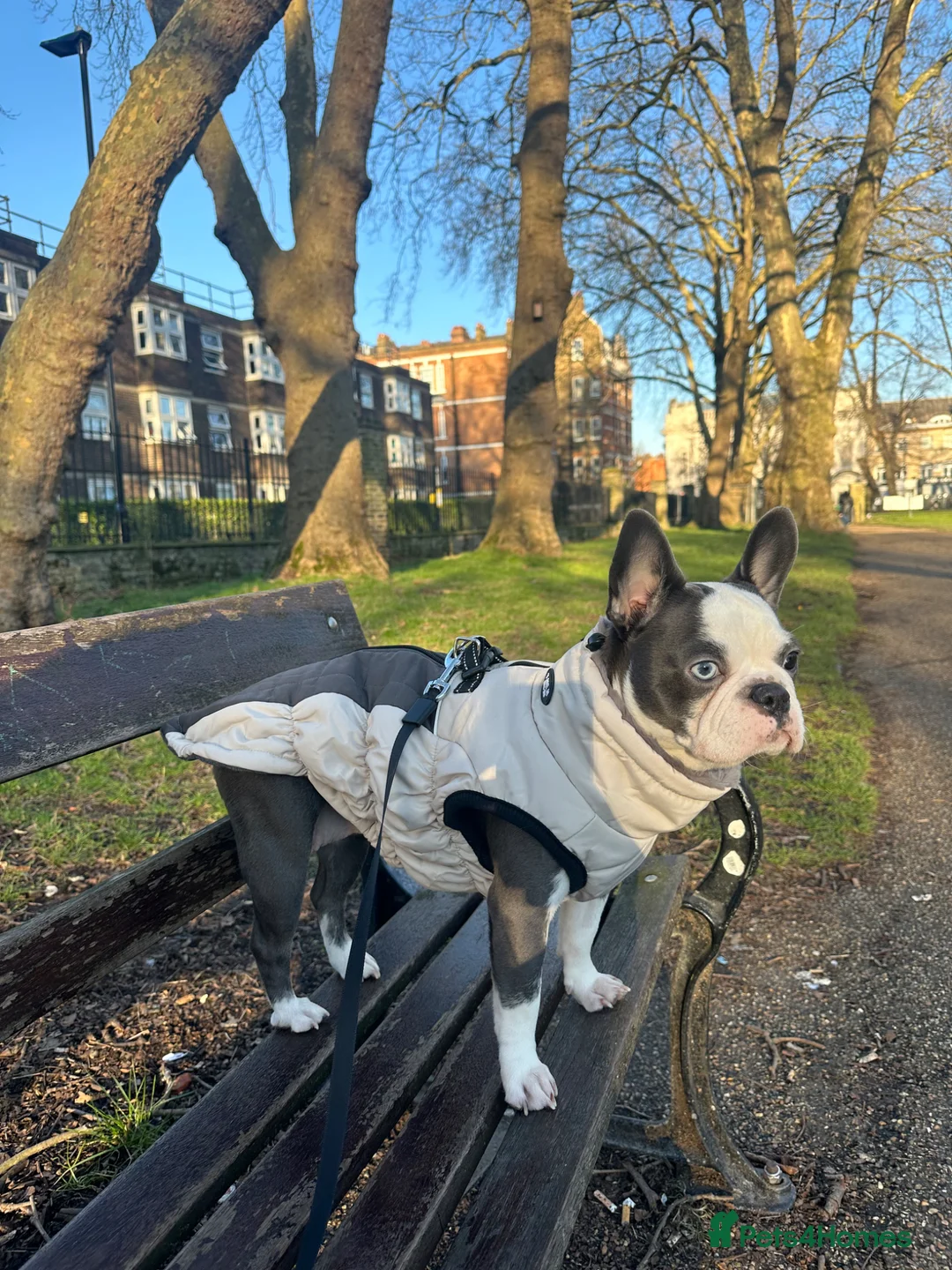 French Bulldog dogs for sale: Top Quality Fluffy/Teddy Bear Coat French Bulldogs - Advert 2