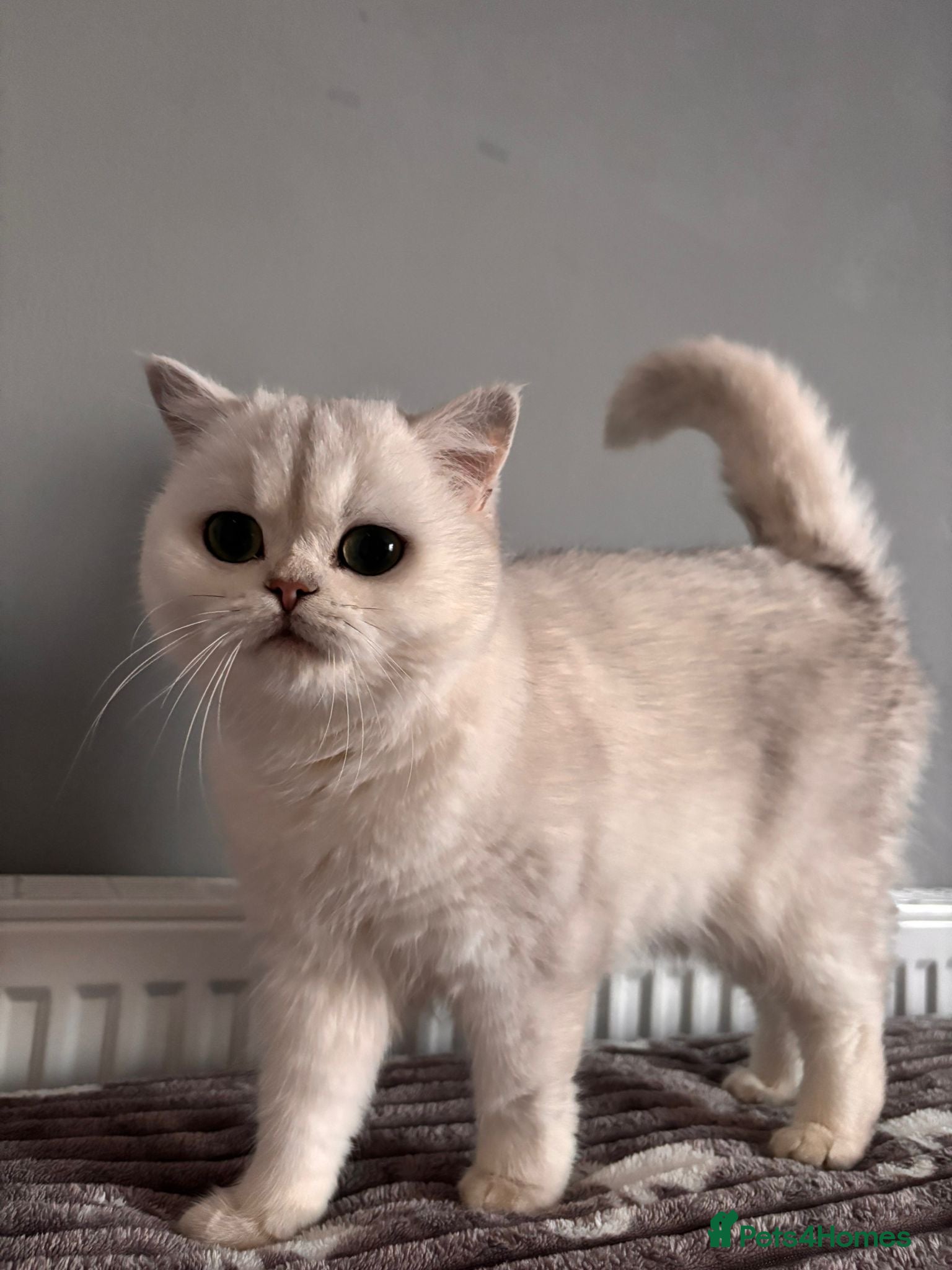 British Shorthair cats Luna looking for a lovely new family - Advert 1