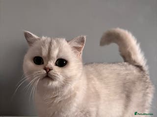 British Shorthair cats Luna looking for a lovely new family - Advert 1