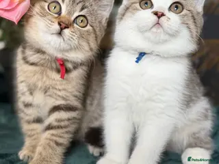 British Longhair cats British Longhair& Shorthair Girls😺 - Advert 5