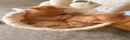 British Shorthair cats for sale: British Shorthair Kittens from Champion Parents  - Advert 14