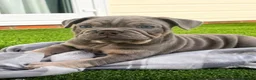 English Bulldog dogs for sale: Stunning English bulldog puppies - Advert 8