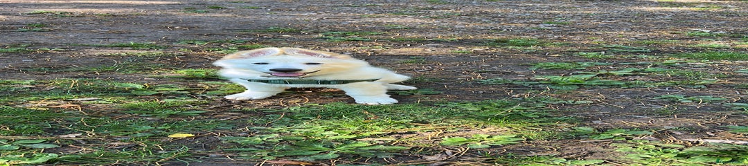 German Shepherd Puppy 1