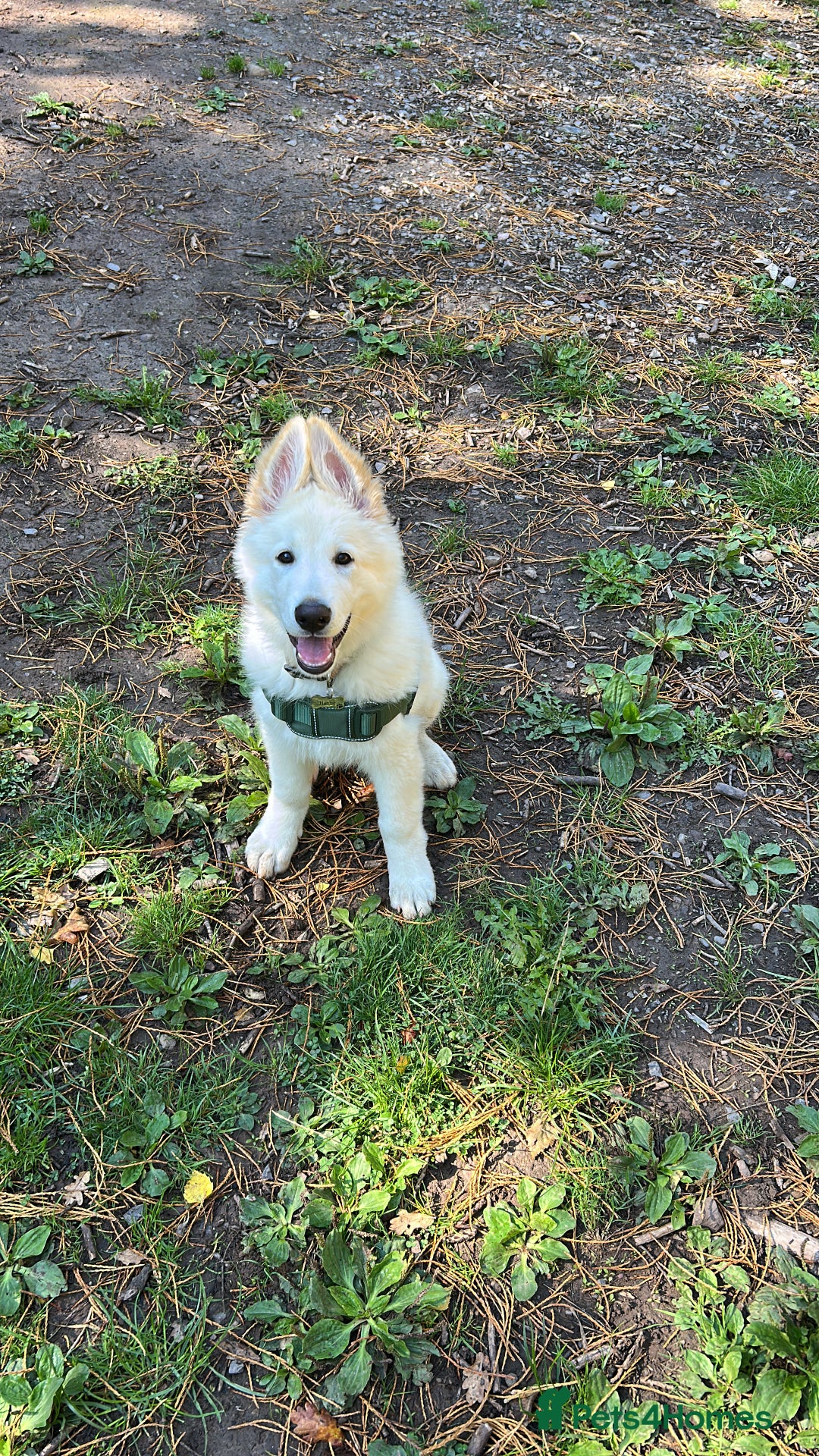 German Shepherd dogs for sale: White German shepherd pup  - Image 6
