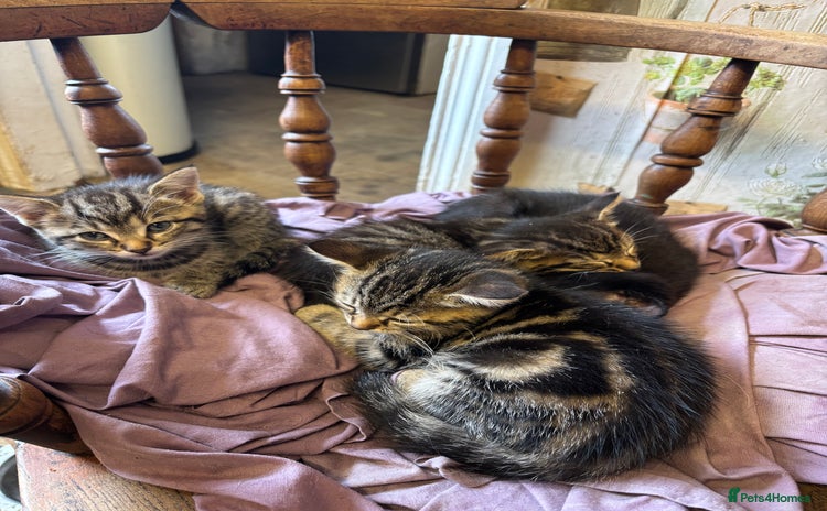 Domestic Shorthair cats - Advert 1