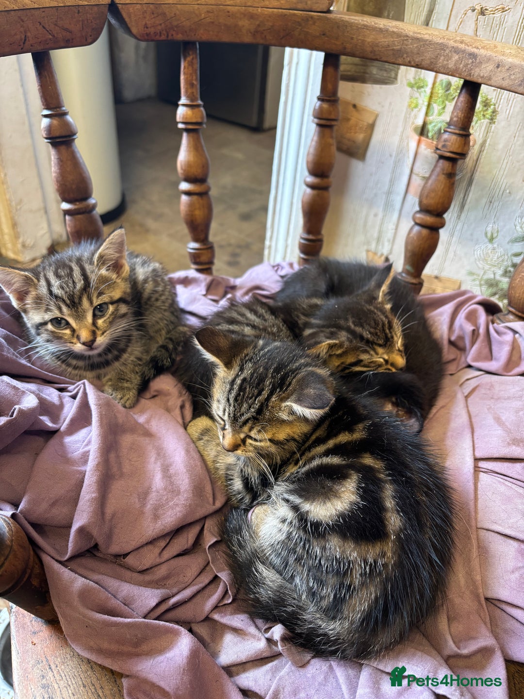 Belfast Cats Protection Kittens For Adoption Cat Sanctuary Ni Best