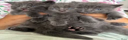 British Shorthair cats for sale: 5 British Shorthair kittens. 4 male and 1 female - Advert 12