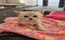 Scottish Fold cats for sale: 🐾 Beautiful Scottish Fold Kittens (3 Reserved) 🐾 - Image 26