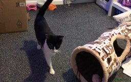Mixed Breed cats for sale: Kittens ready for forever home  - Image 4