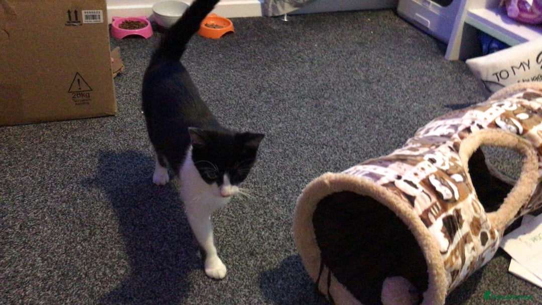 Mixed Breed cats for sale: Kittens ready for forever home  - Image 4