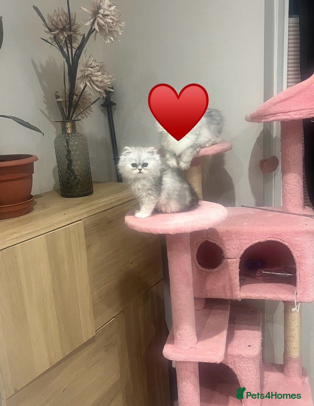 Persian cats Pure Persian silver shaded girl. Ready now  - Advert 4