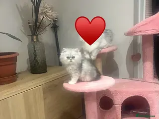 Persian cats Pure Persian silver shaded girl. Ready now - Advert 4