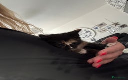 Mixed Breed cats for sale: Kittens ready now  - Image 8
