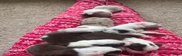 Border Collie dogs for sale: 6 amazing Border Collie puppies for sale in Darlington - Advert 7