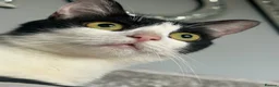 Mixed Breed cats for sale: Loving cat in Willenhall - Advert 6