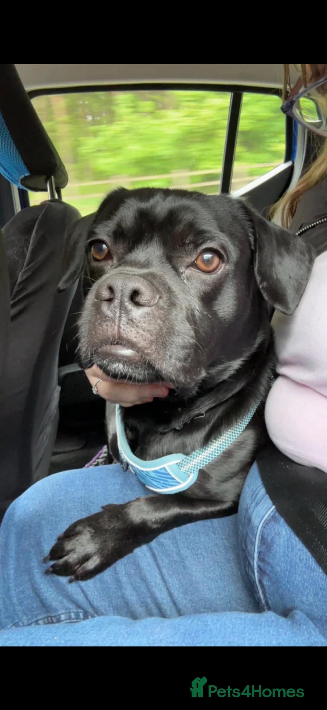 Mixed Breed dogs for sale: Male Labrador pug 12 months old - Advert 2
