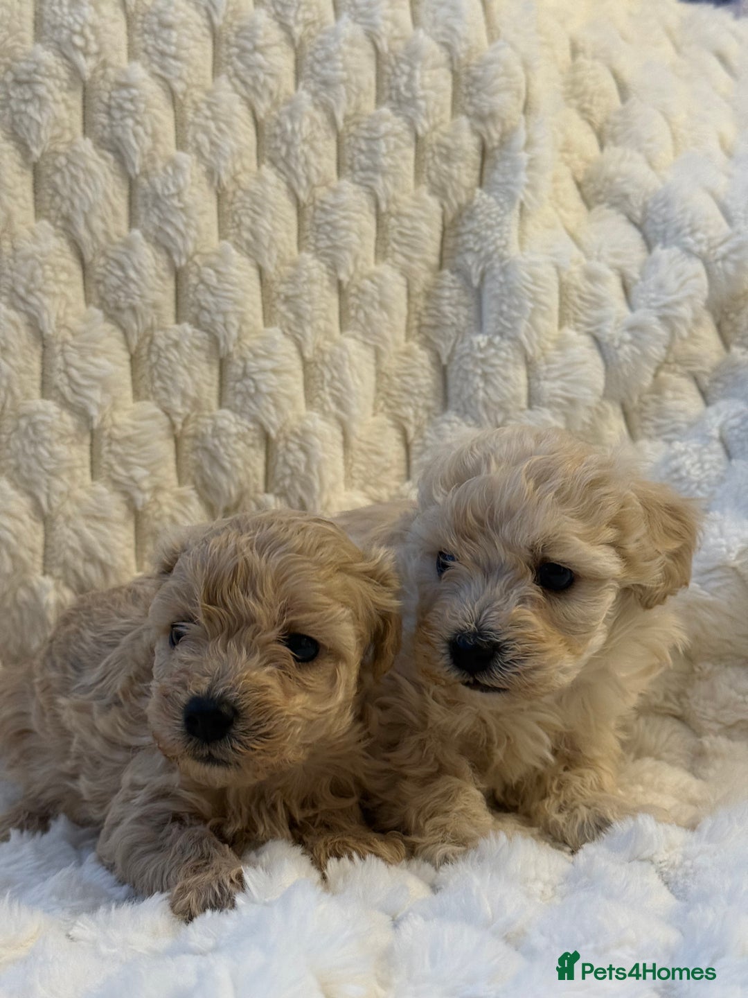 Maltipoo dogs for sale: ❤️MALTIPOO PUPPIES❤️ - Advert 5