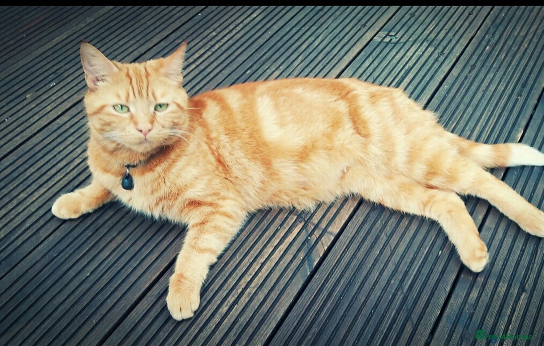 Mixed Breed cats for sale: 4 Ginger Kittens READY FOR A NEW HOME/WEST DRAYTO - Image 12