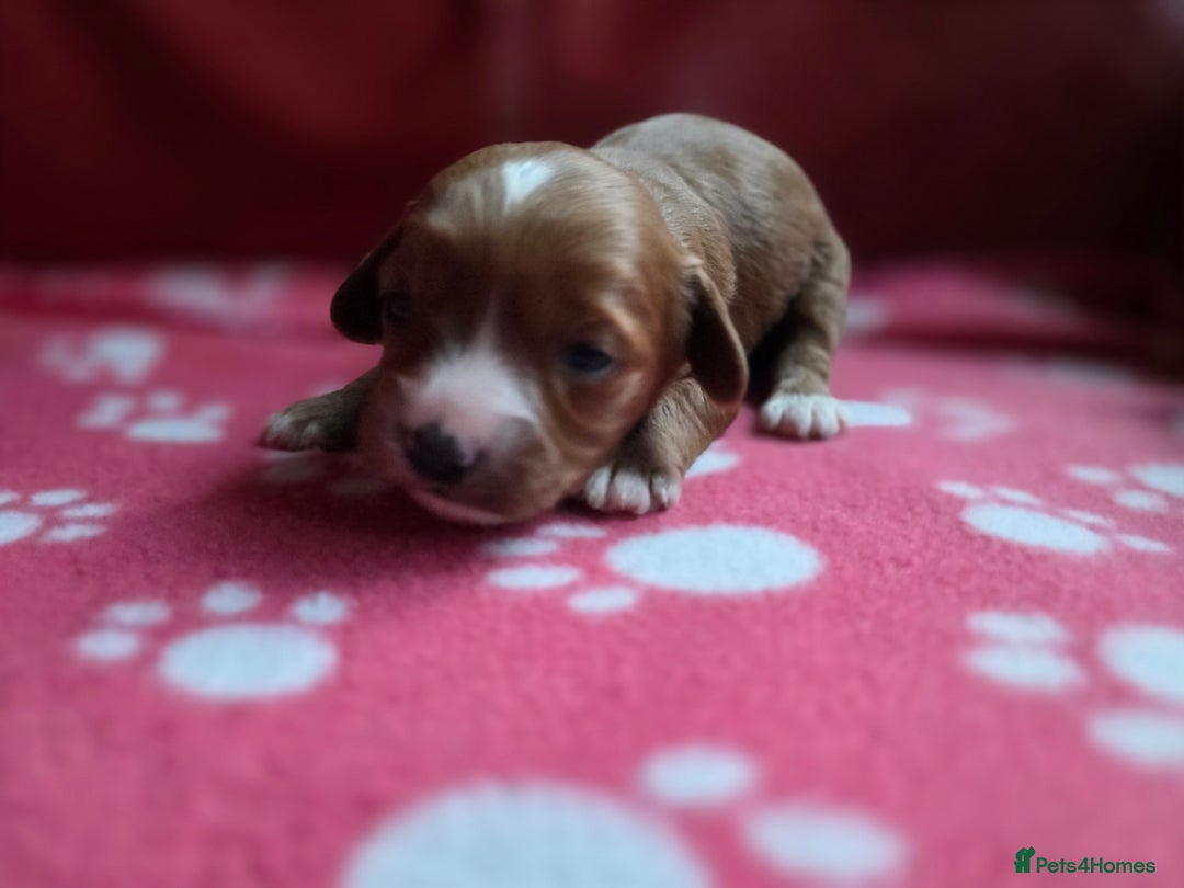 Cavapoo dogs for sale: F1 cavapoos  - Advert 15