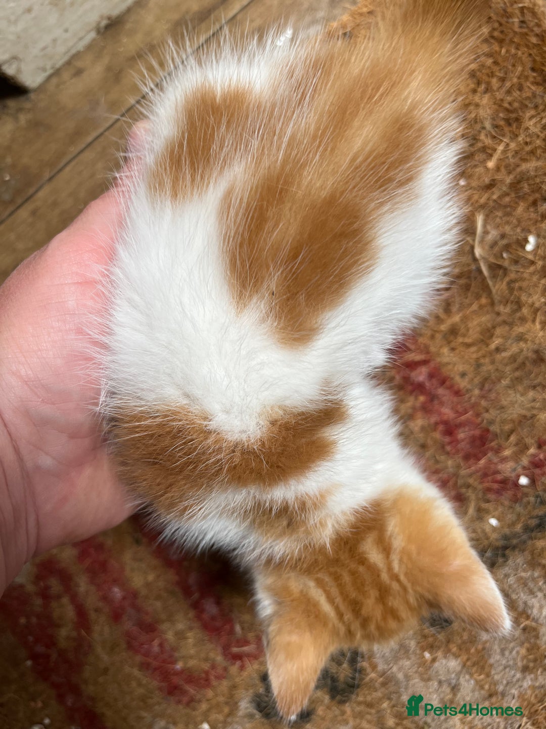 Mixed Breed cats for sale: Mixed litter  - Image 8