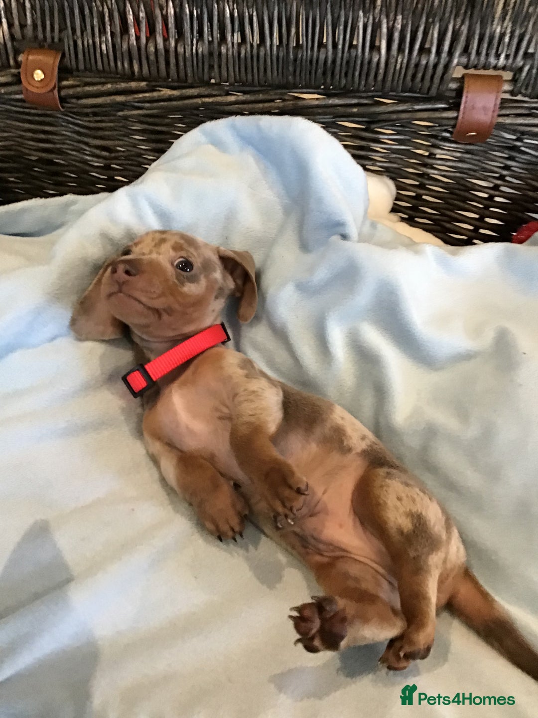 Miniature Dachshund dogs for sale: KC Miniature Dachshund 1 Choc & Isabella Dapple!!! - Advert 21