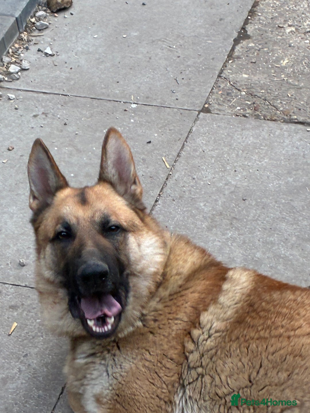 German Shepherd dogs for sale: Male German shepherd  - Advert 6