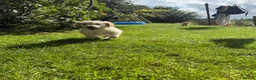 Golden Retriever dogs for sale: Golden Retriever Puppies  - Advert 15