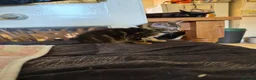 Mixed Breed cats for sale: Tabby/maine coon in Ossett - Advert 3