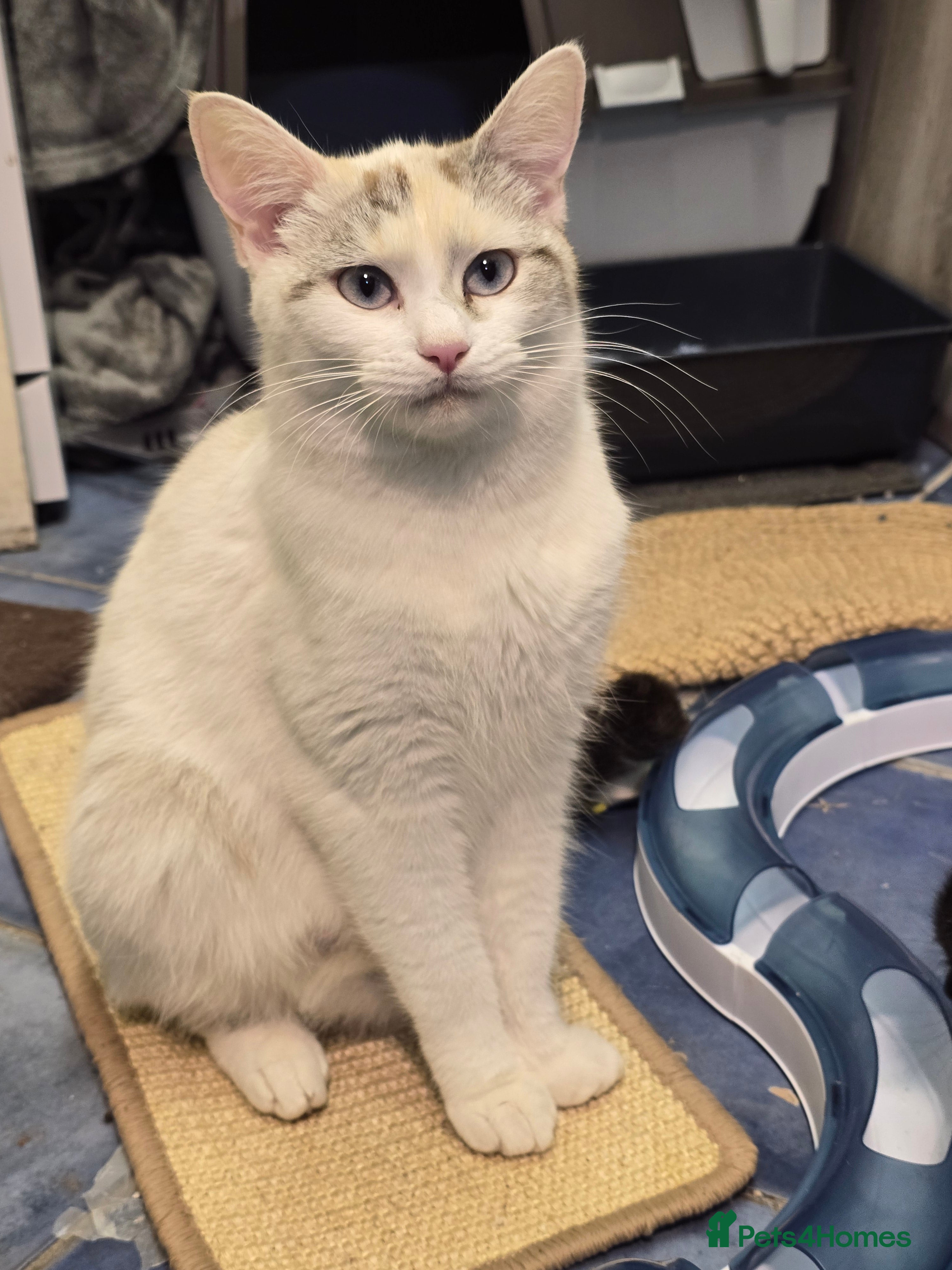 Mixed Breed cats Very playful male kitten, ready to go - Advert 1