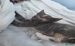 Sphynx cats for sale: Adorable Grey Female Sphynx x Devon Rex Elf Mix  - Image 12
