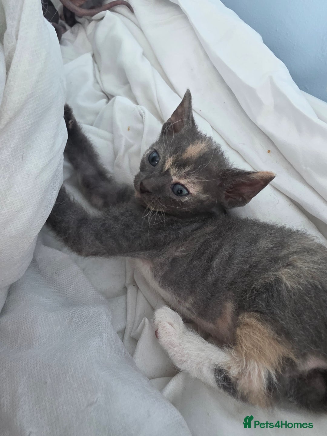 Sphynx cats for sale: Adorable Grey Female Sphynx x Devon Rex Elf Mix  - Image 12